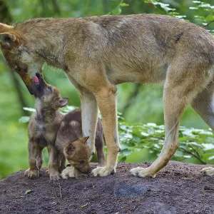 A wolf shows care for curious puppies
