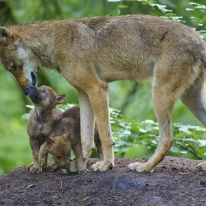 A wolf shows gentle affection for puppies