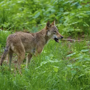 A wolf standing alert in the green forest