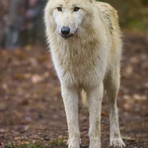 A wolf stands at attention in autumn forest with shining leaves