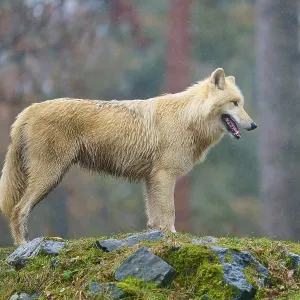 A wolf stands confidently in the rain on a moss-covered rock in the forest