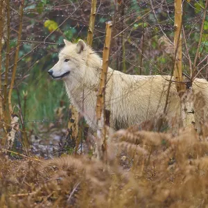 A wolf stands in the forest between dry undergrowth
