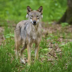 A wolf stands in the forest, looks directly and acts attentively