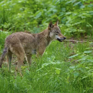 A wolf stands in a thick, green forest