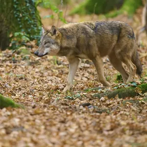 Wolf walks through the green autumn forest covered with leaves