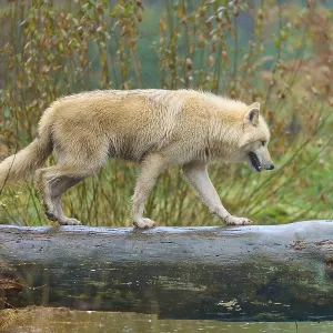 A wolf walks along a wet tree trunk in nature