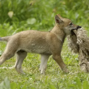 Wolf, young with sheepskin, sideways