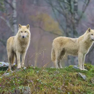 Wolves stand in a misty forest