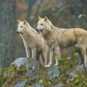 Two wolves standing attentively in the rain on rocks in an autumnal forest
