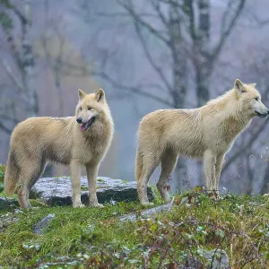 Two wolves standing next to each other in the rain