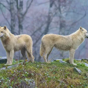 Two wolves standing back to back in the rain