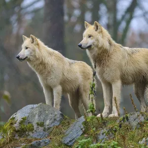 Two wolves standing in the rain on rocky ground in a misty and autumnal forest scenery