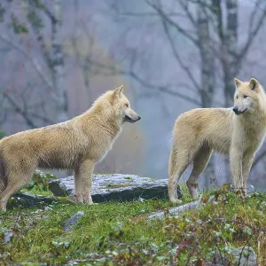 Two wolves standing sideways on rocks in the rain