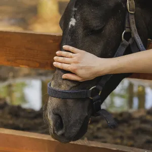 Woman hand caress pet horse on head