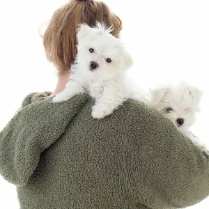 Woman Holding Two Young Maltese Puppies Isolated on White