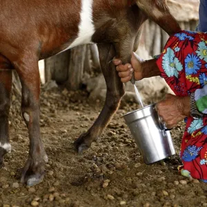 Woman milking a goat (Capra hircus aegagrus) Woman milking a goat (Capra hircus aegagrus)