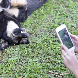 Woman taking a shot of her dog on her mobile phone