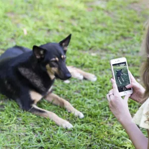 Woman taking a shot of her dog on her mobile phone