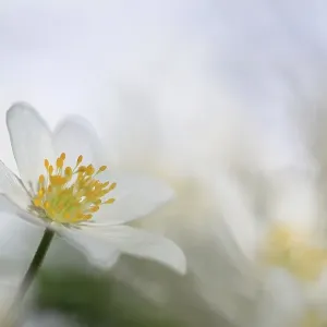 Wood anemone (Anemone nemorosa)