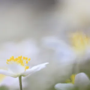 Wood anemone (Anemone nemorosa)