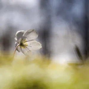 Wood anemone (Anemone nemorosa)