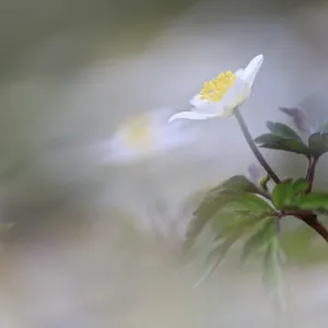 Wood anemone (Anemone nemorosa)