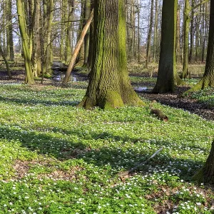 Wood anemone (Anemonoides nemorosa) in bloom in the Laskaer Auenwald