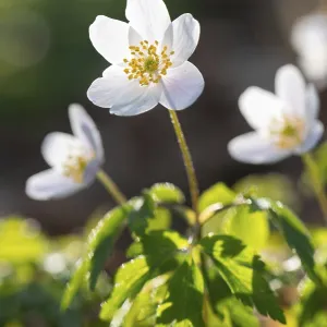 Wood anemone (Anemonoides nemorosa) (Syn)