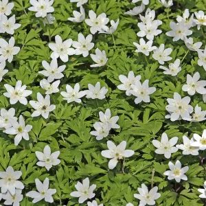 Wood Anemone Nemorosa Print Wood Anemone Nemorosa Print
