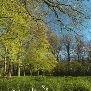 Wood anemones (Anemone nemorosa) Burgwald