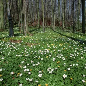 Wood Anemones (Anemone nemorosa) in deciduous forest
