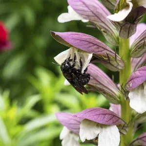 Wood bee (Xylocopa) on a flower of Acanthus spinosus (Acanthus spinosus)