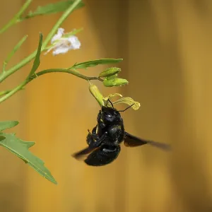 Wood bee (Xylocopa) on a rocket flower