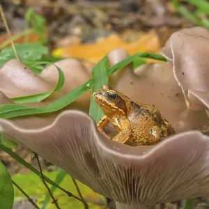 Wood blewit (Lepista nuda), edible Wood blewit (Lepista nuda), edible