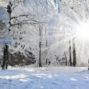 Wood fairy tale. Christmas sunny morning in a pine forest Wood fairy tale. Christmas sunny morning in a pine forest