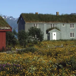 Wood houses with grass roofs, Lofotes Wood houses with grass roofs, Lofotes