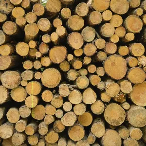 Wood pile, city forest, Frankfurt am Main Wood pile, city forest, Frankfurt am Main