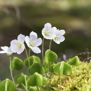 Wood sorrel (Oxalis acetosella)