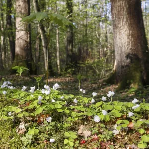 Wood sorrel (Oxalis acetosella)