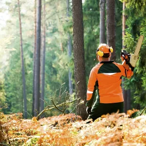 A woodcutter at work in the forest A woodcutter at work in the forest