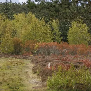 Wooded area in autumn with colourful leaves Wooded area in autumn with colourful leaves