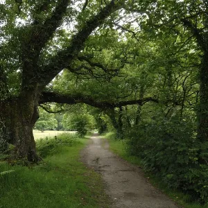 Wooded hiking trail on the river Fowey