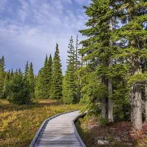 The wooden boardwalk through the alpine forest at Paradise Meadows in Strathcona Provincial Park The wooden boardwalk through the alpine forest at Paradise Meadows in Strathcona Provincial Park