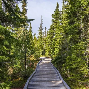The wooden boardwalk through the forest at Paradise Meadows in Strathcona Provincial Park The wooden boardwalk through the forest at Paradise Meadows in Strathcona Provincial Park