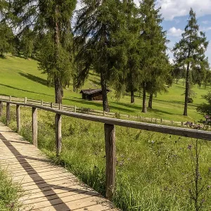 Wooden footbridge over meadow in the larch forest on the Salten