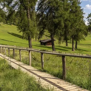 Wooden footbridge over meadow in the larch forest on the Salten