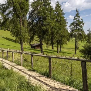 Wooden footbridge over meadow in the larch forest on the Salten