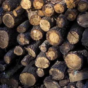 Wooden logs in a forest in the view