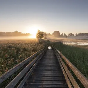 A wooden path leads through a foggy meadow A wooden path leads through a foggy meadow