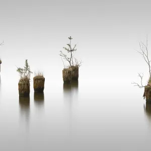 Wooden piles from old jetty, Klein Koriser See